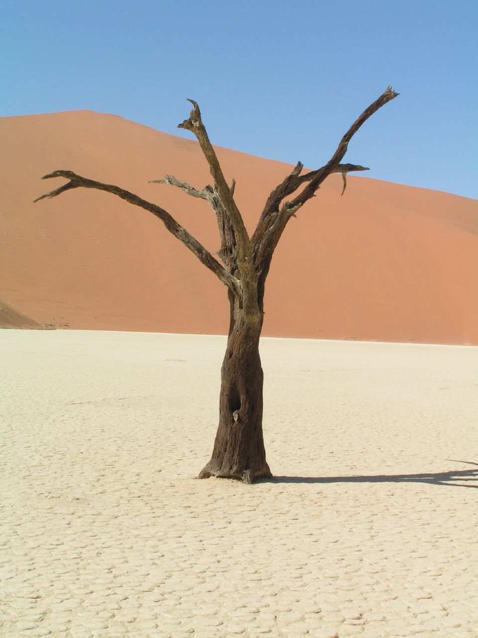 a bare tree standing in the desert with dunes in the background