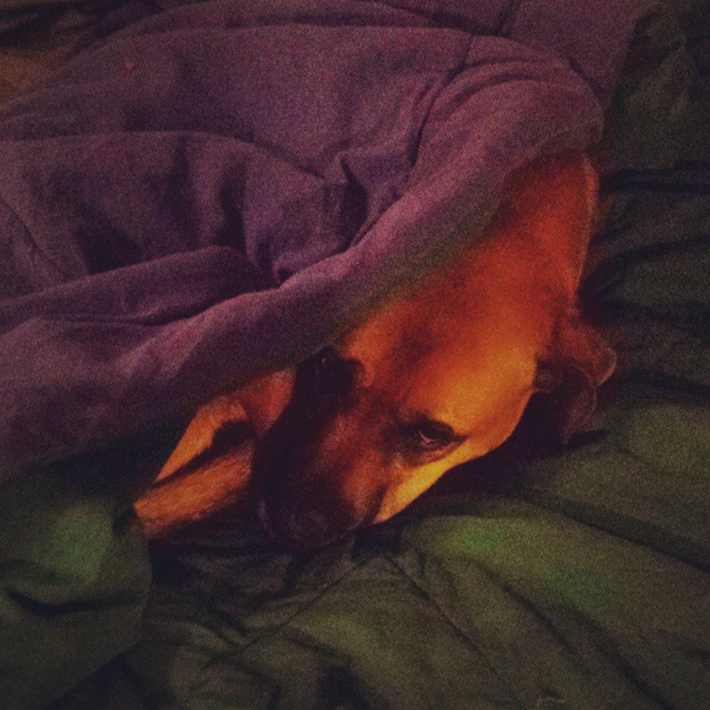 a dog is curled up under a blanket