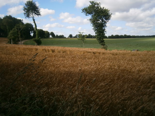 grassy field with two trees in the distance