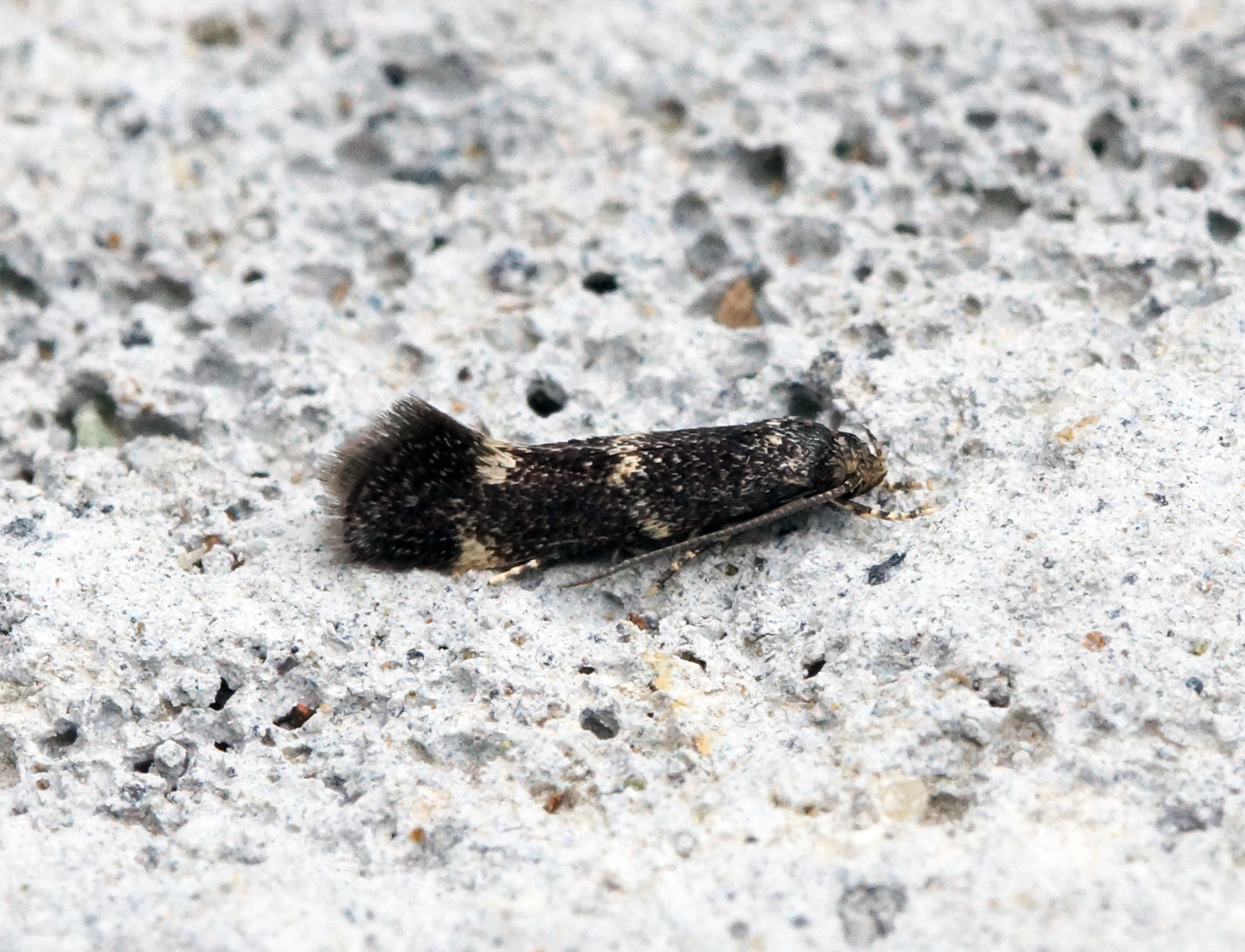 a dark colored moth on the ground