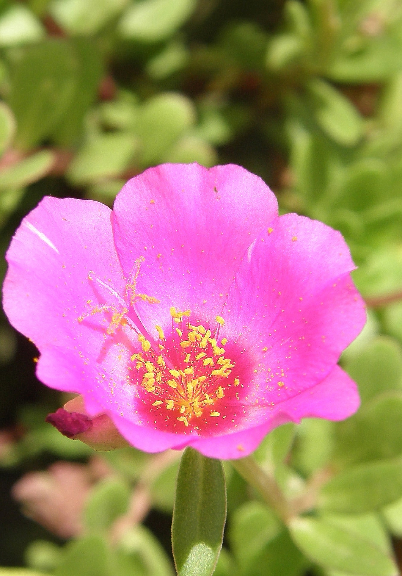 a pink flower with some green leaves in the background