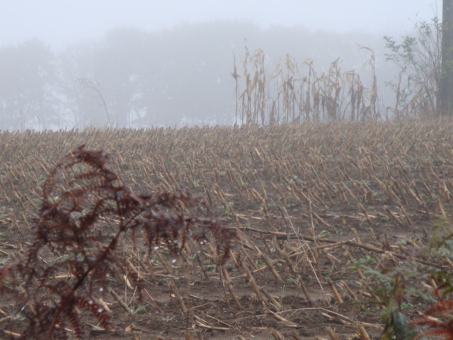 a corn field on a foggy morning