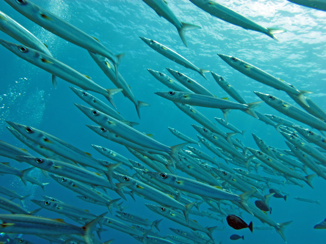 a bunch of fish that are under water