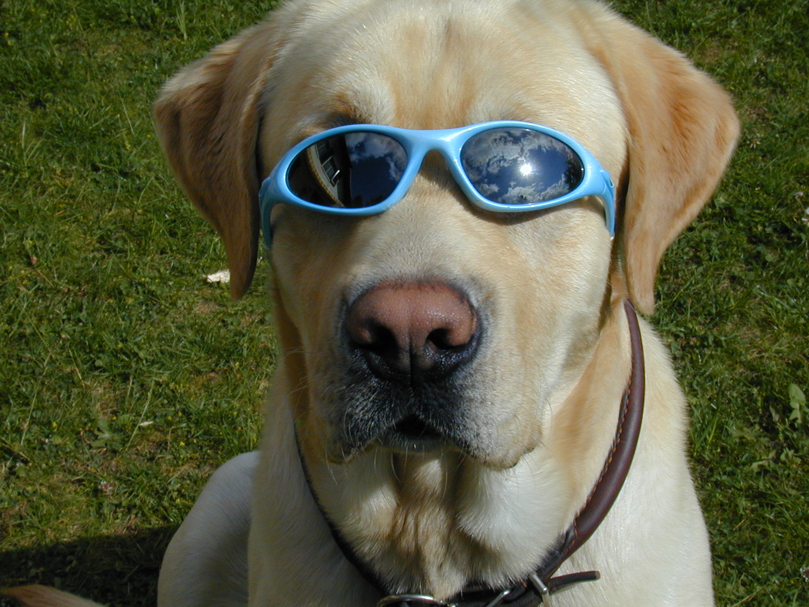 a close up of a dog wearing blue sunglasses
