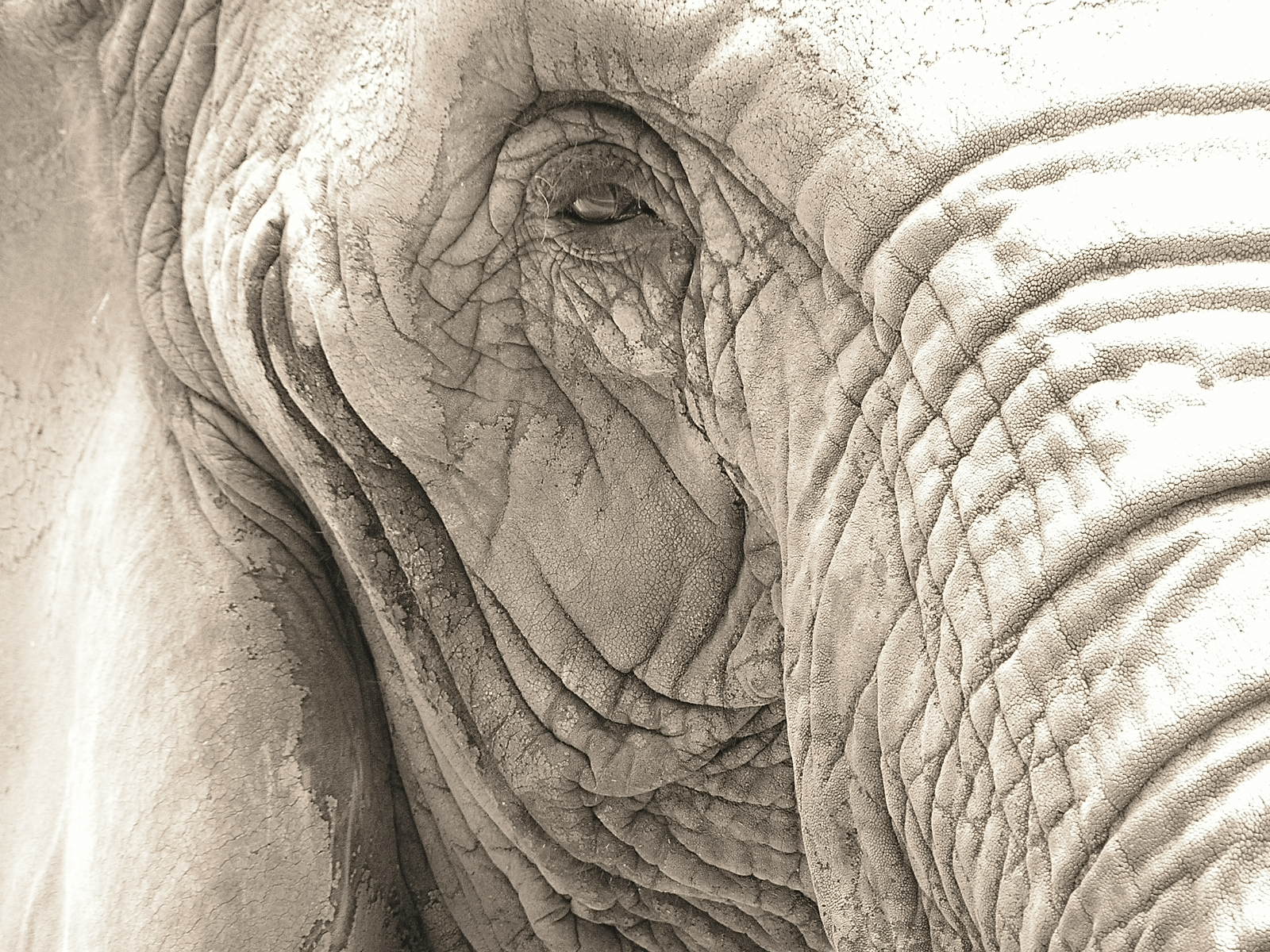 the back end of an elephant trunk