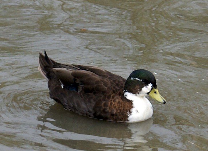 a duck with its head turned and water in the foreground
