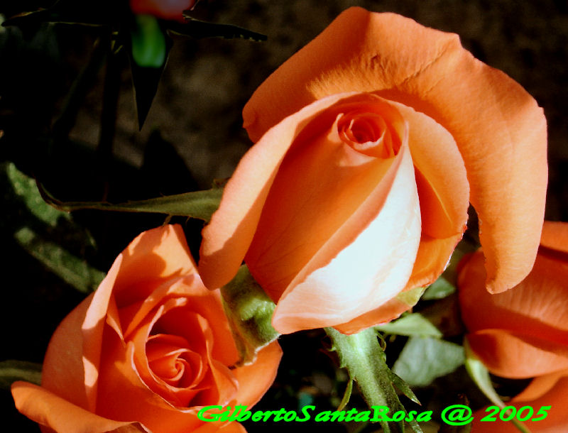 a bunch of orange roses that are very beautiful