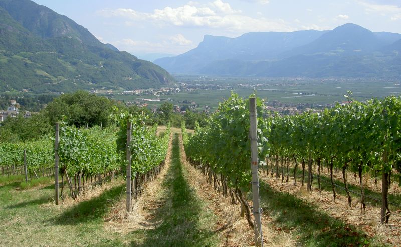 rows of vines with mountains in the background