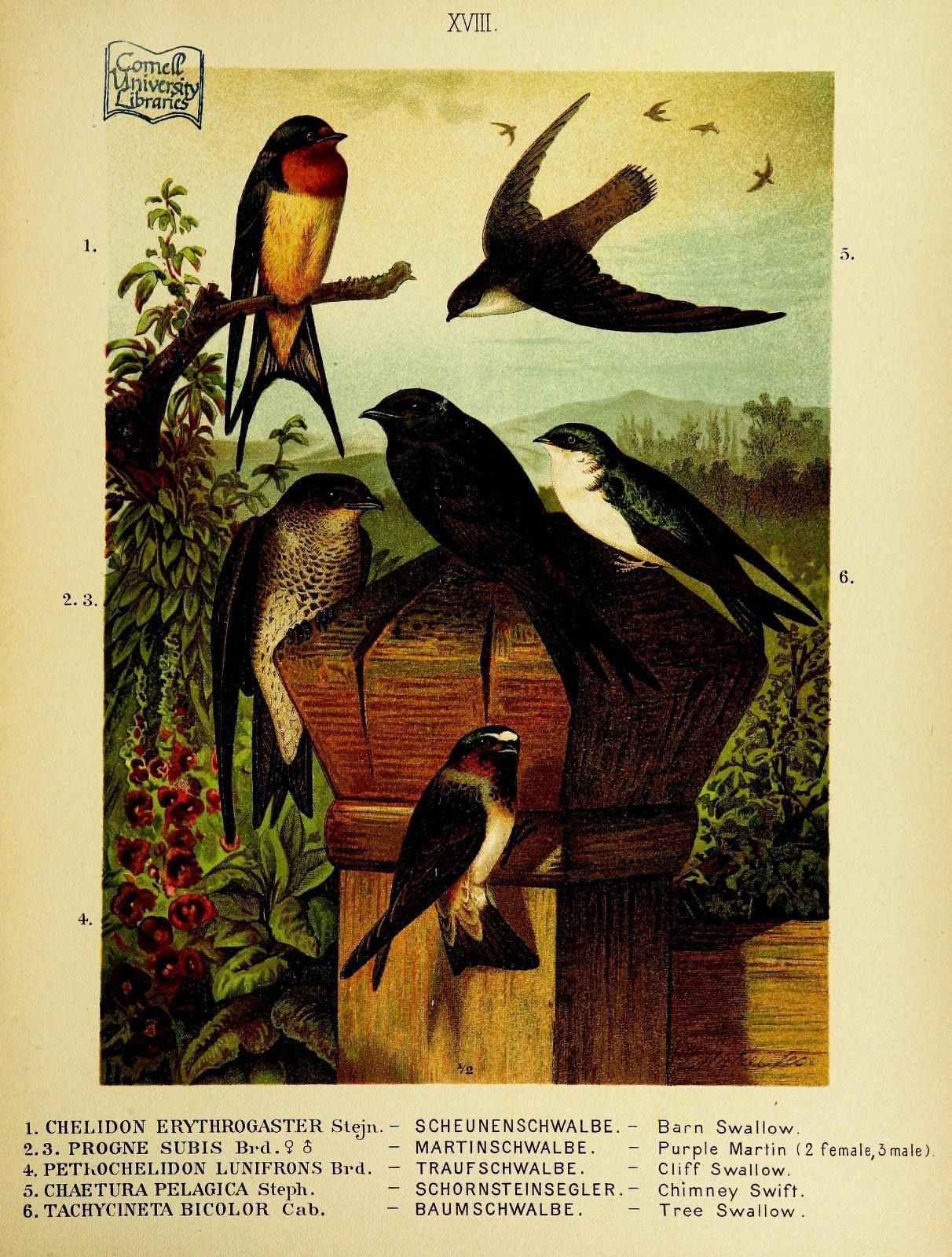 a magazine with birds on it and some trees