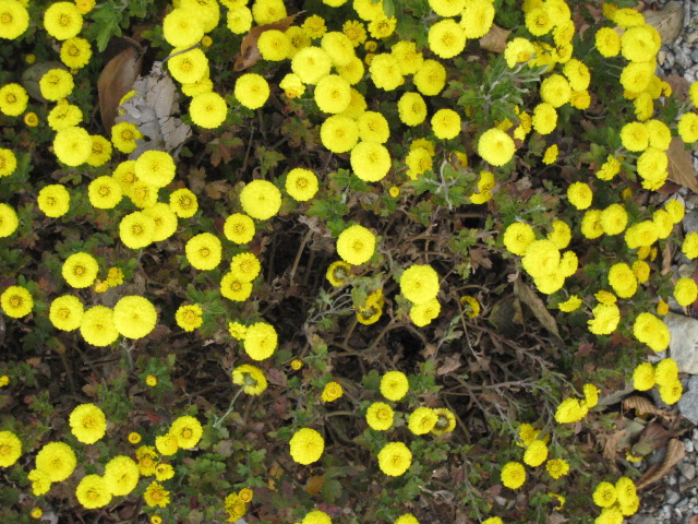 bright yellow flowers are blooming in a rocky area