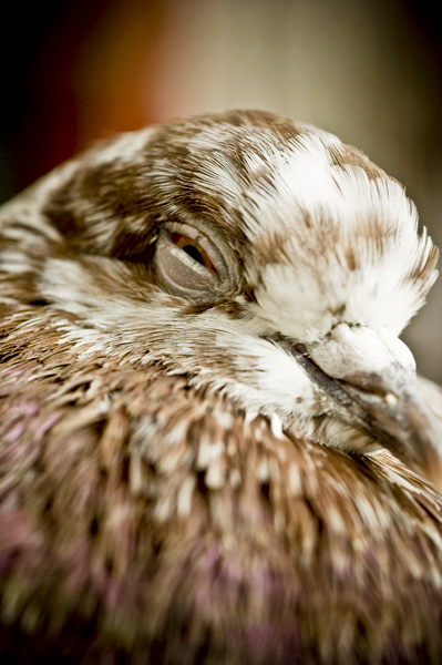 a bird is sleeping inside a brown cage