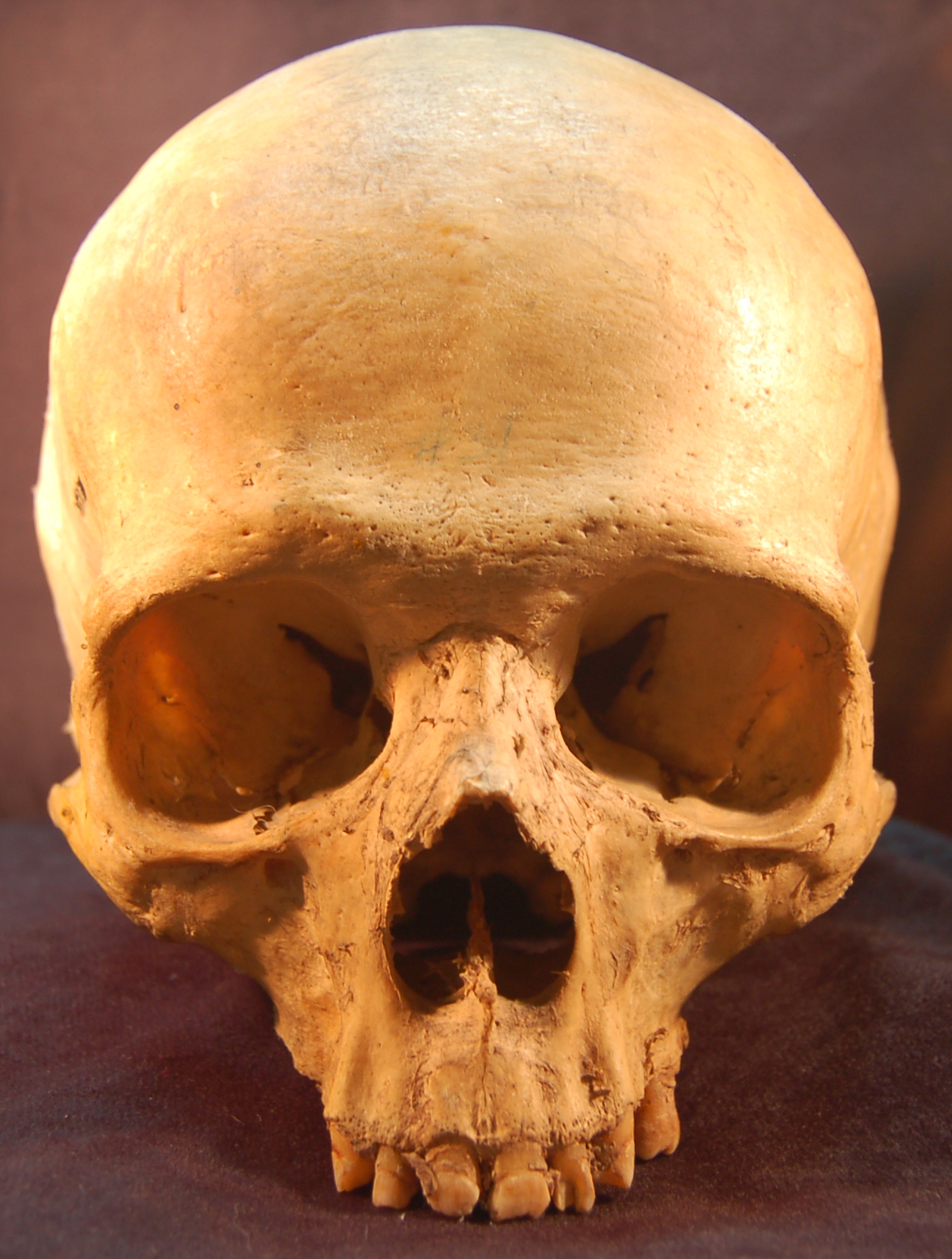 a large, fake human skull has it's lower jaw exposed