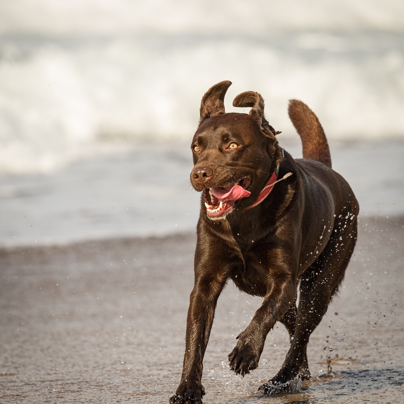 a dog is running along the beach with it's mouth open