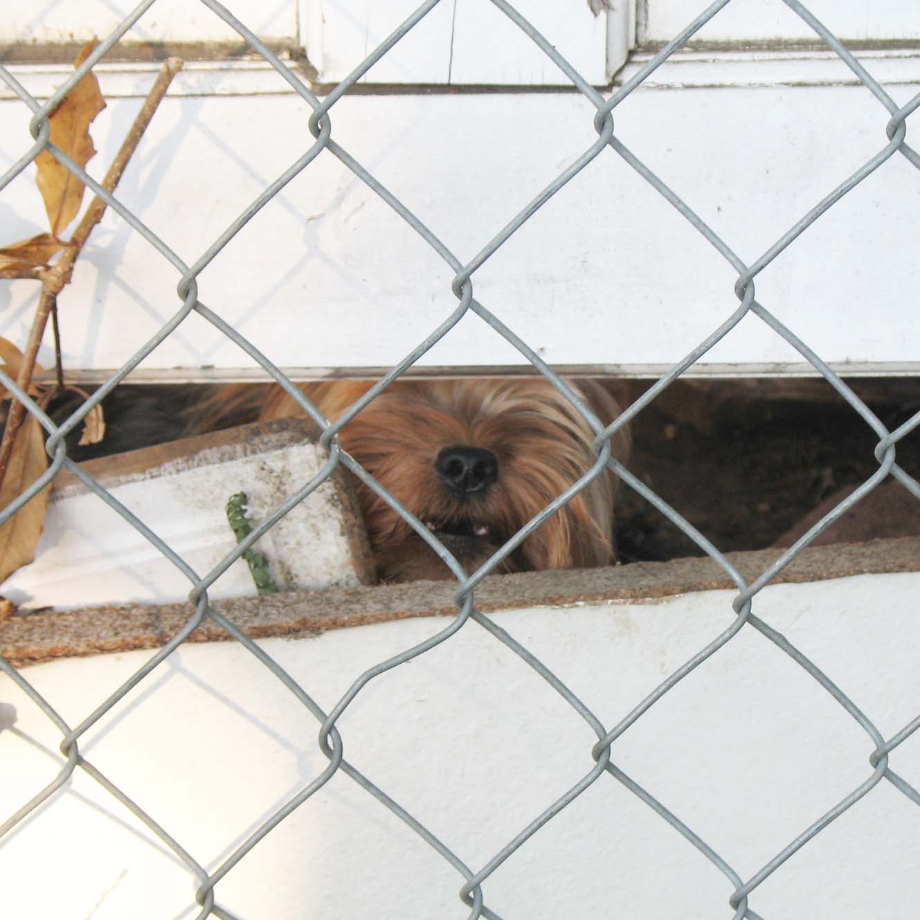 a little dog sitting behind a chain link fence