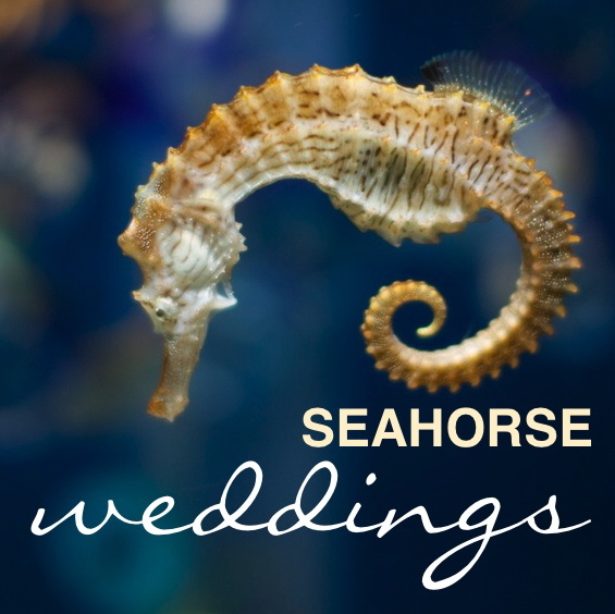 the word seahorse wedding is above an image of a sea horse