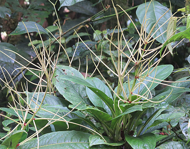 a large green plant surrounded by leaves