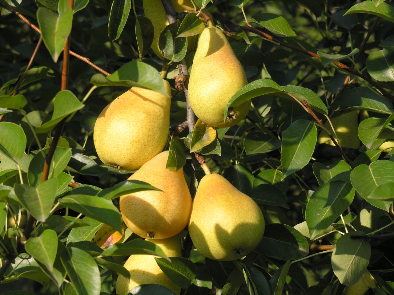 a group of fruit growing on a tree