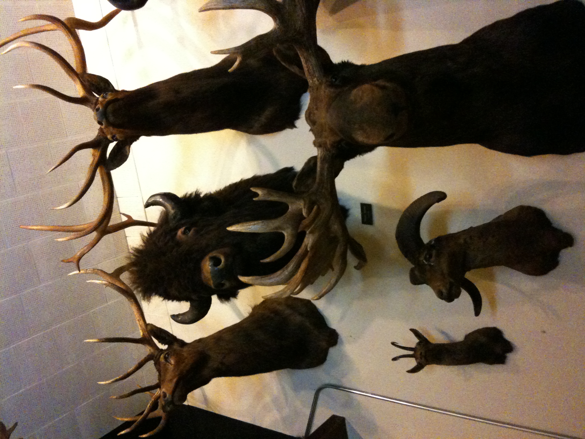 a pile of mounted antlers and heads on a table