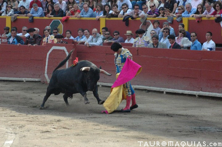 a bull is dragging a mataena into the arena