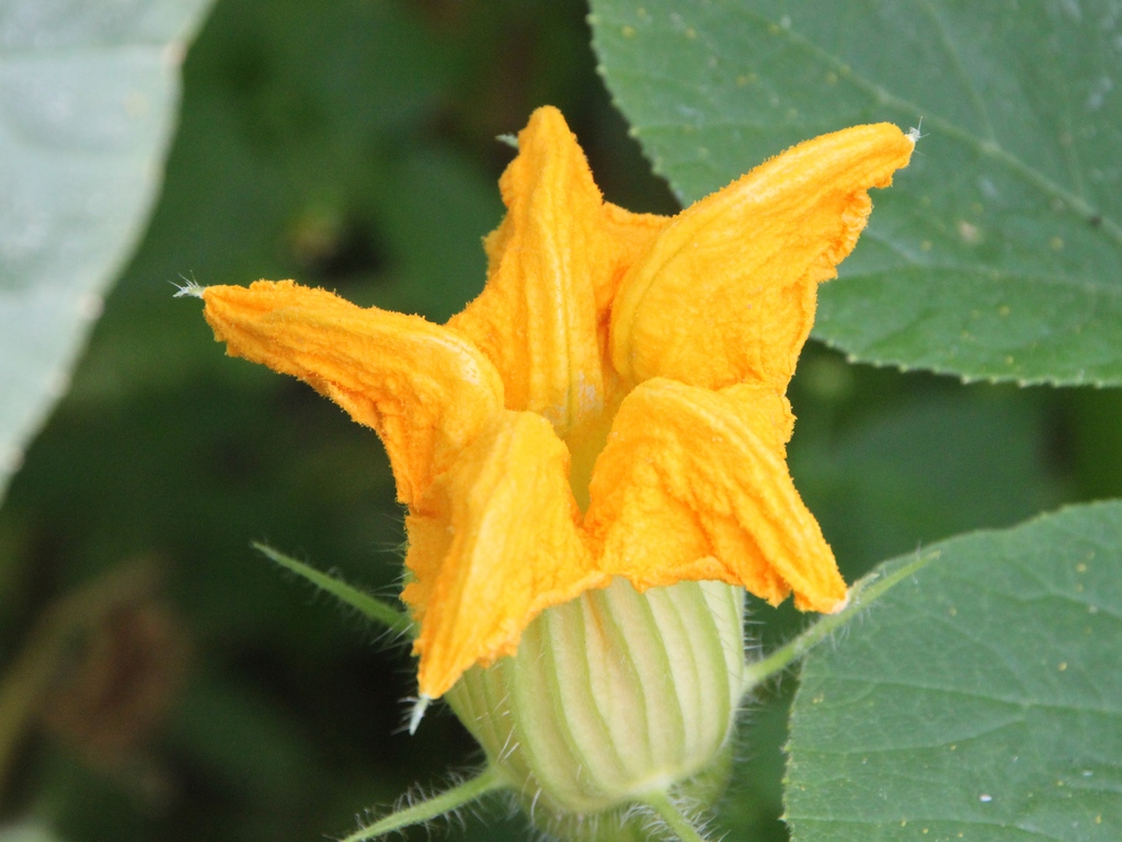 the yellow flowers are blooming in full bloom