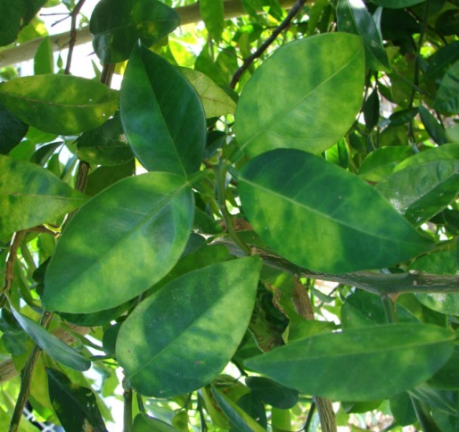 some green leaves in an outdoor area