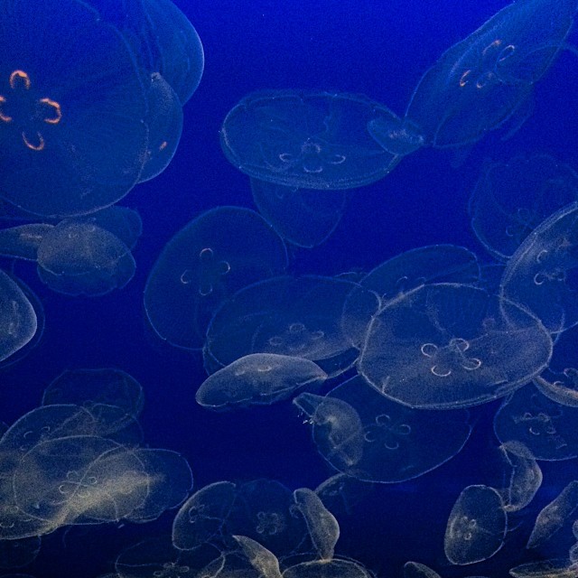 a bunch of jelly fish floating in a blue ocean