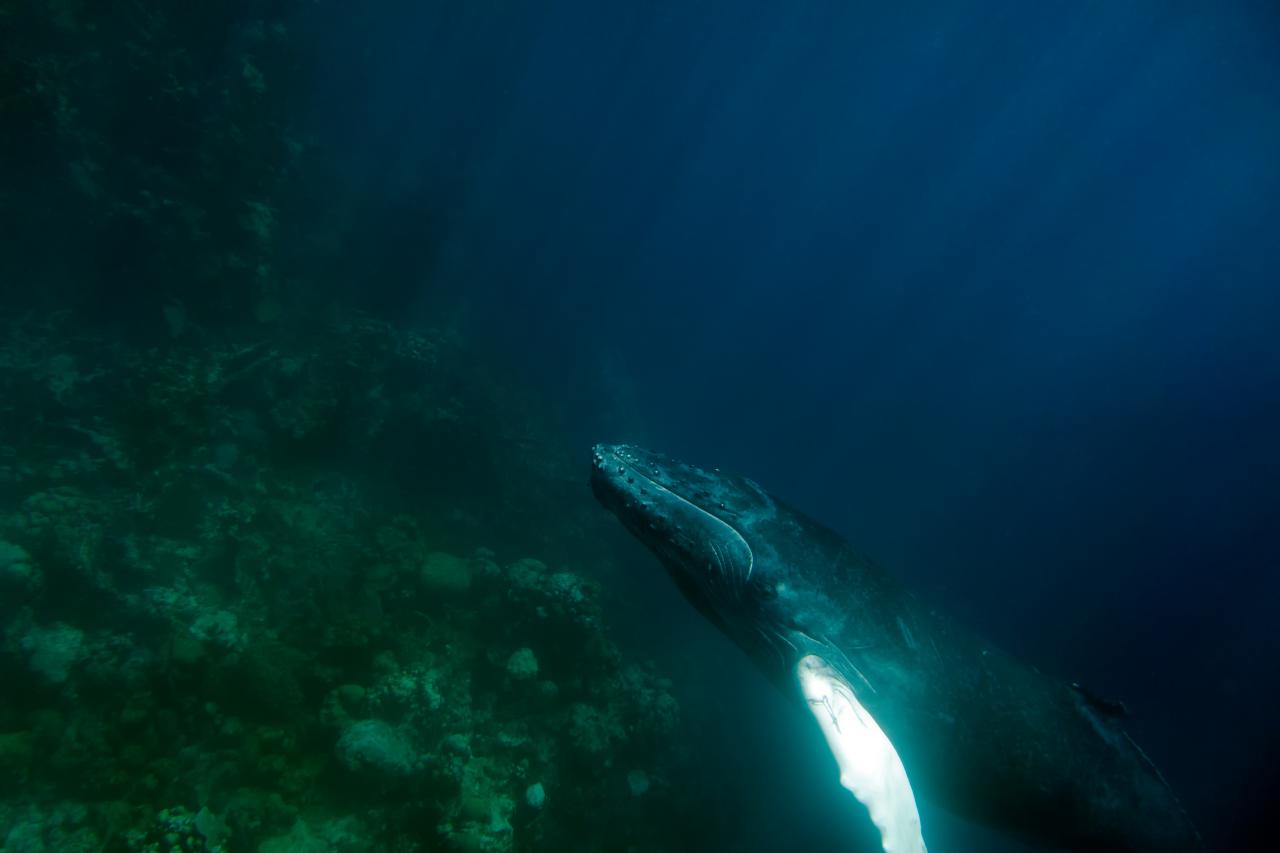 a gray whale swims over the sea with its mouth open