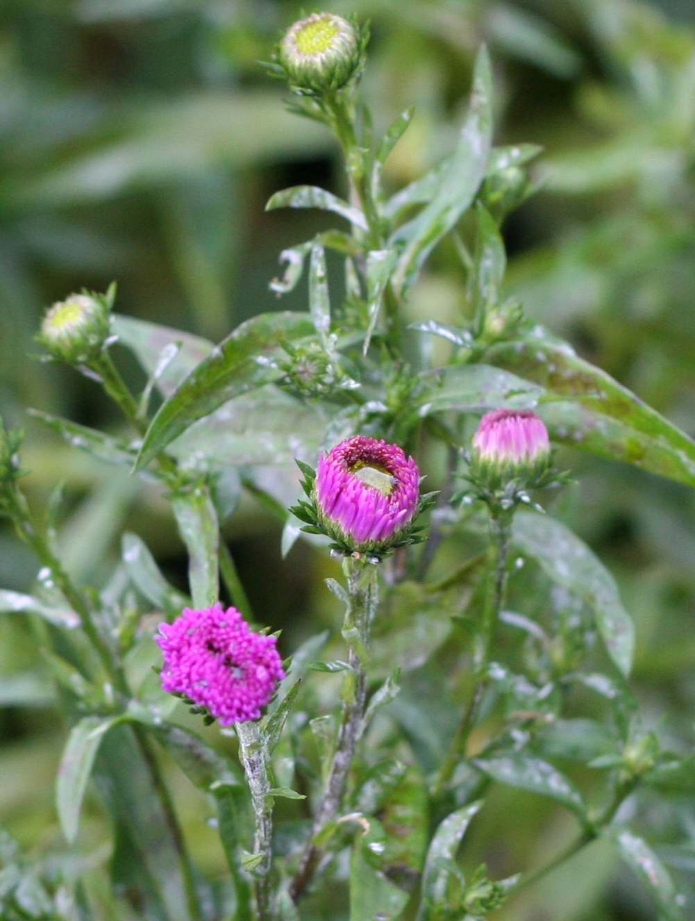 some pink flowers on the green stem