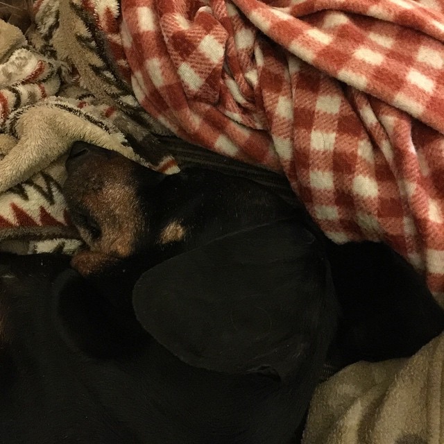 a black dog is sleeping underneath a blanket