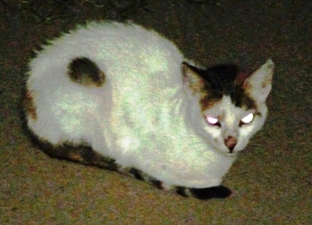 a white and gray cat with its eyes glowing in the dark