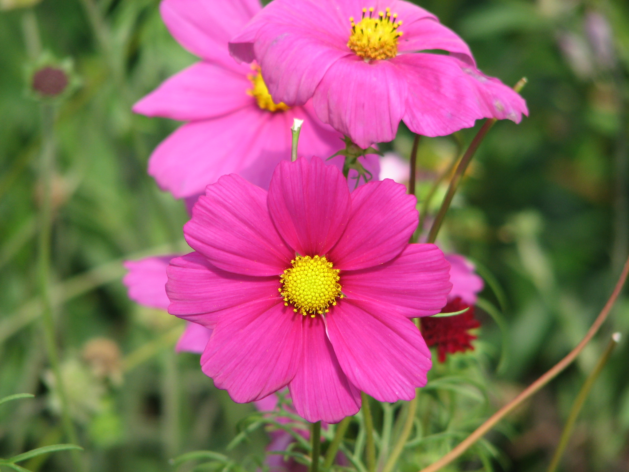 three pink flowers sitting on top of a green grass field