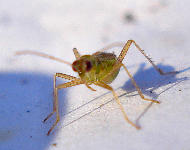 a bug on the snow with two legs