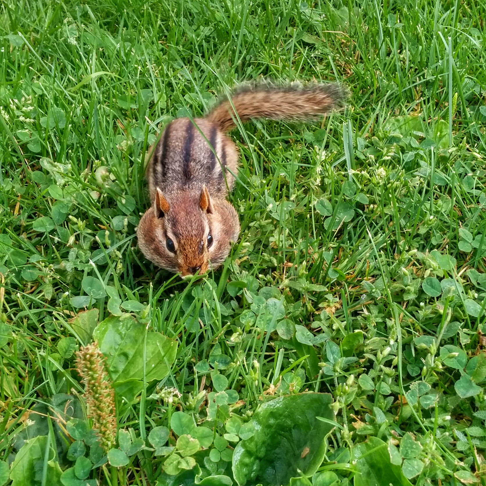 a squirrel is sitting on the grass eating
