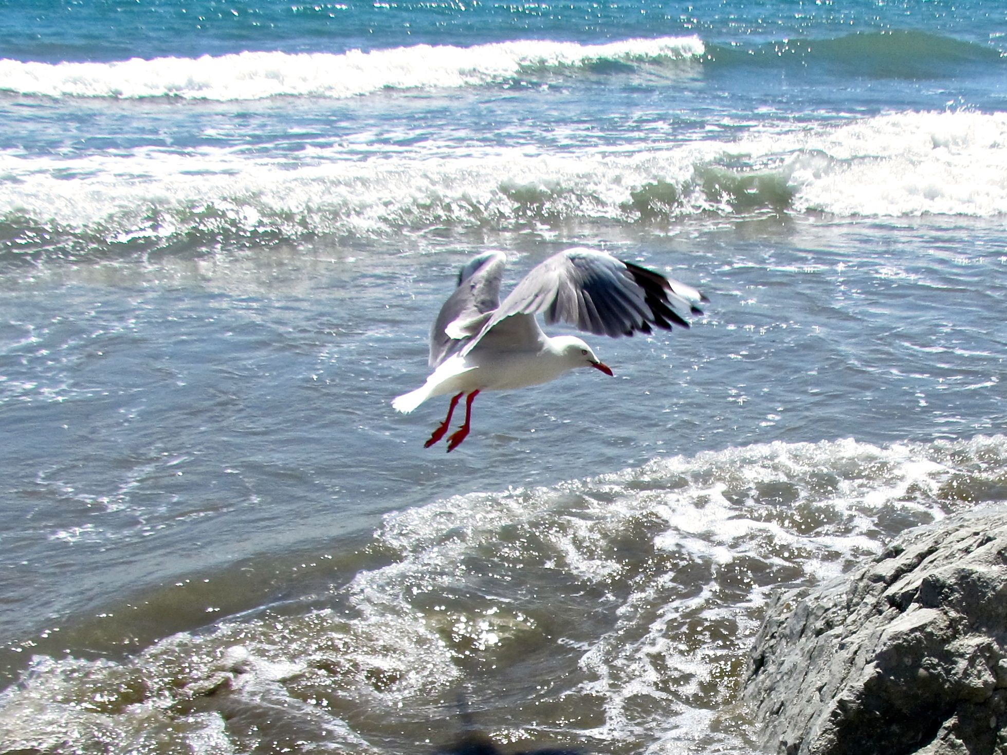 a bird flying over some water on a beach
