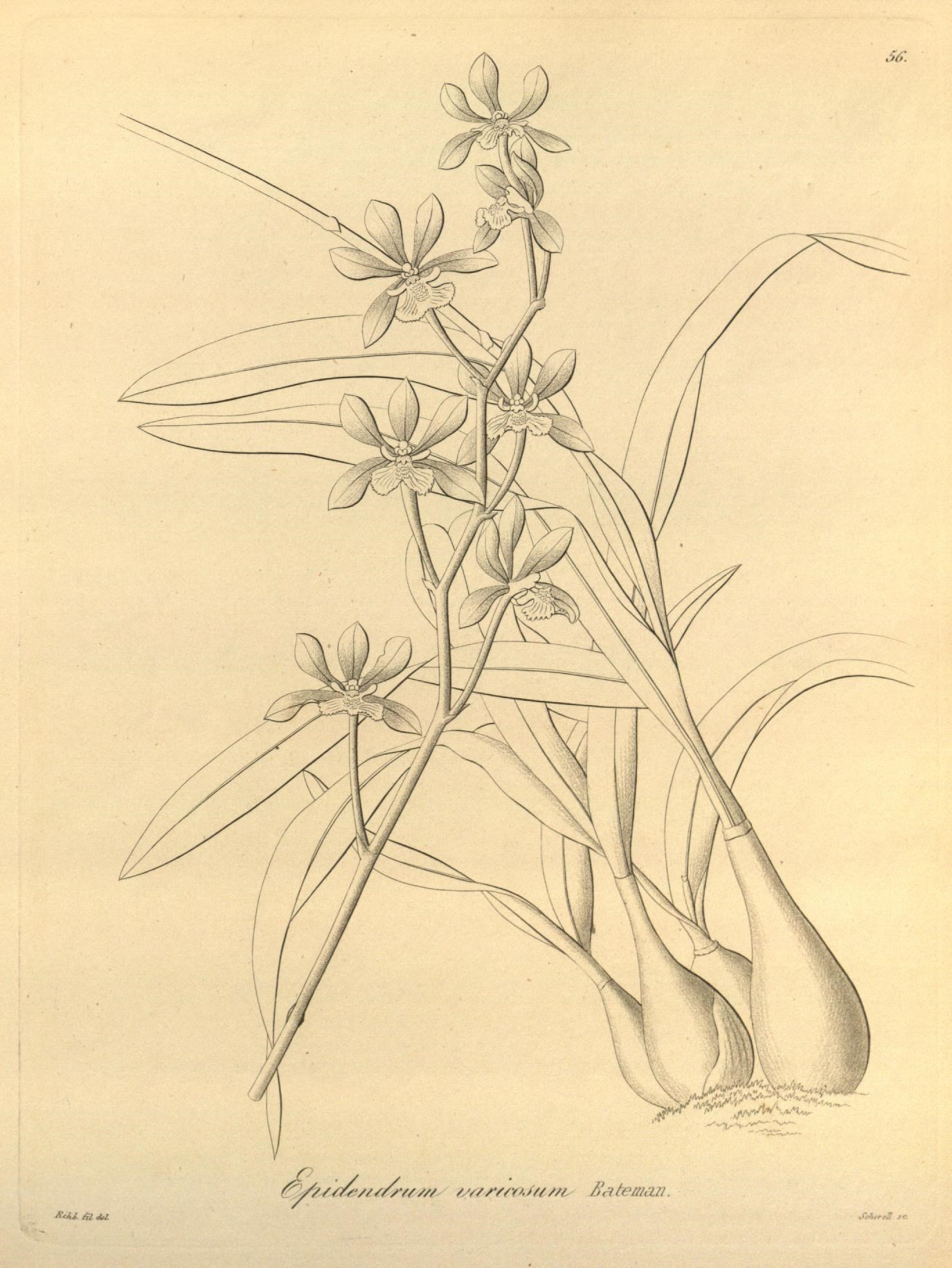 a pencil drawing of flowers and leaves on a paper