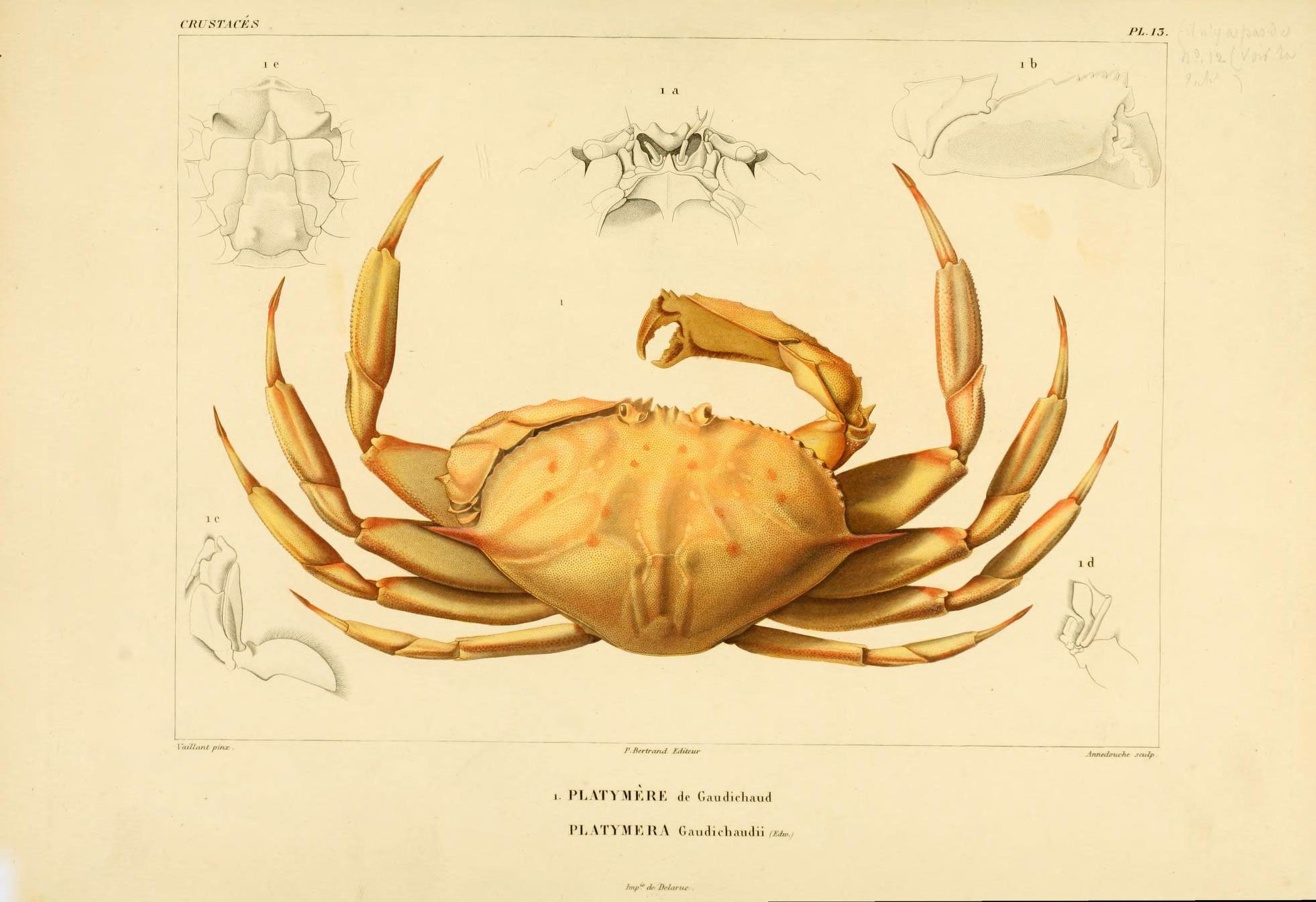 an antique print of a crab showing the size and features