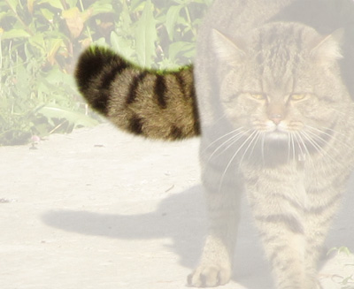 a cat walking on concrete outside looking around