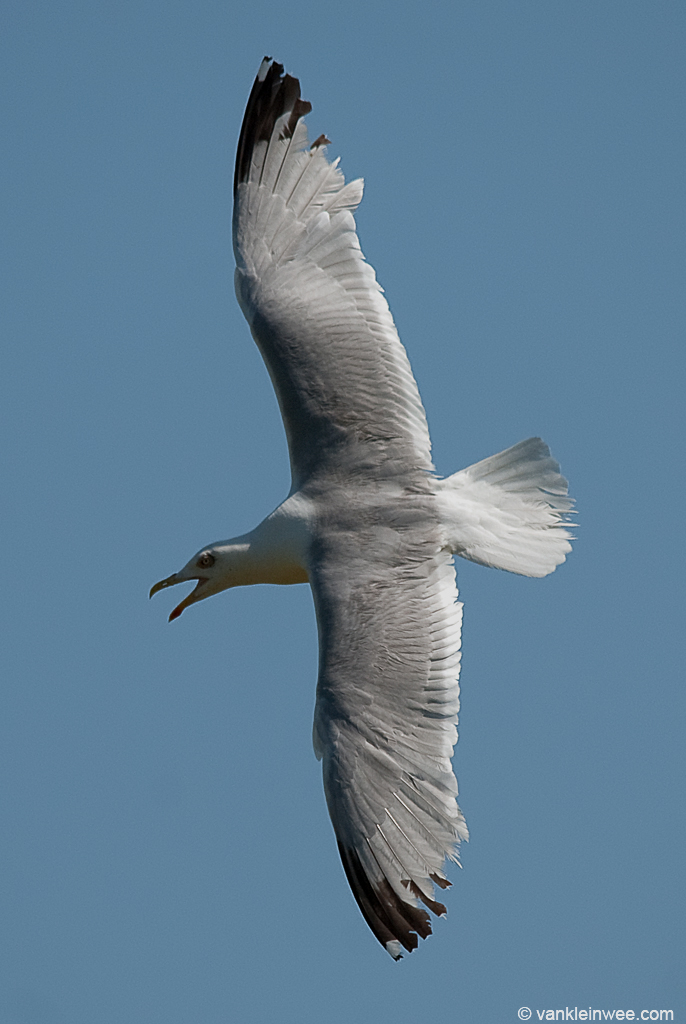 a white bird flying in a blue sky