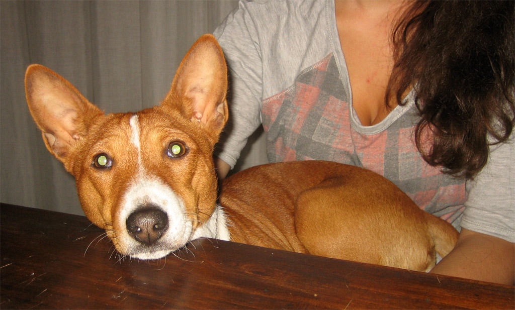 dog looking at the camera while resting his head on a table