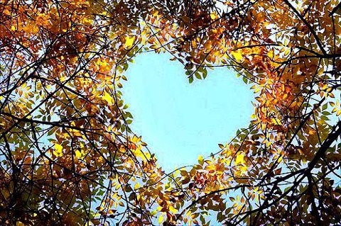 a heart - shaped tree with blue sky in the background