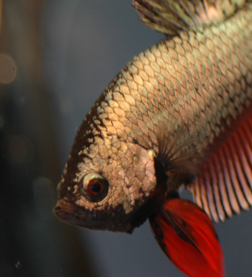 an orange and black fish looking straight ahead