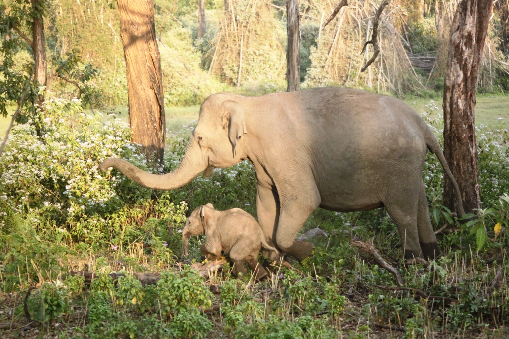 an elephant with its young in the brush