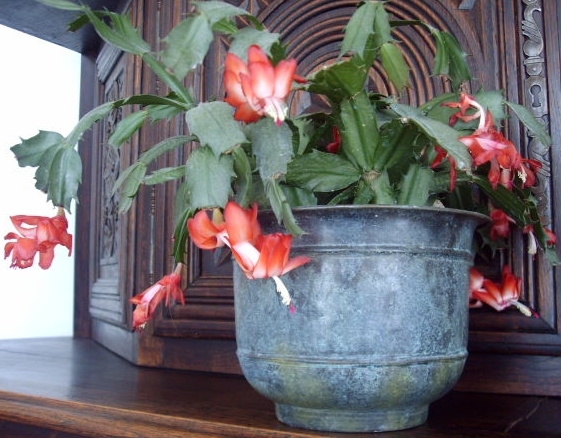 a pot filled with red flowers on top of a wooden shelf