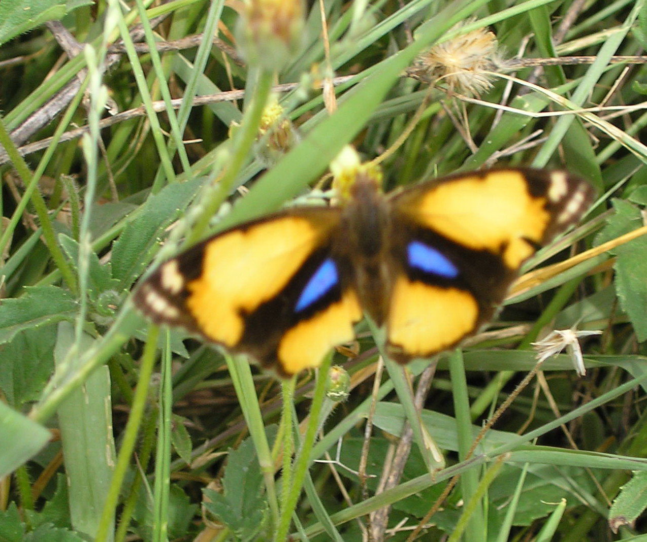 yellow erfly with blue spots on its wings is in the grass