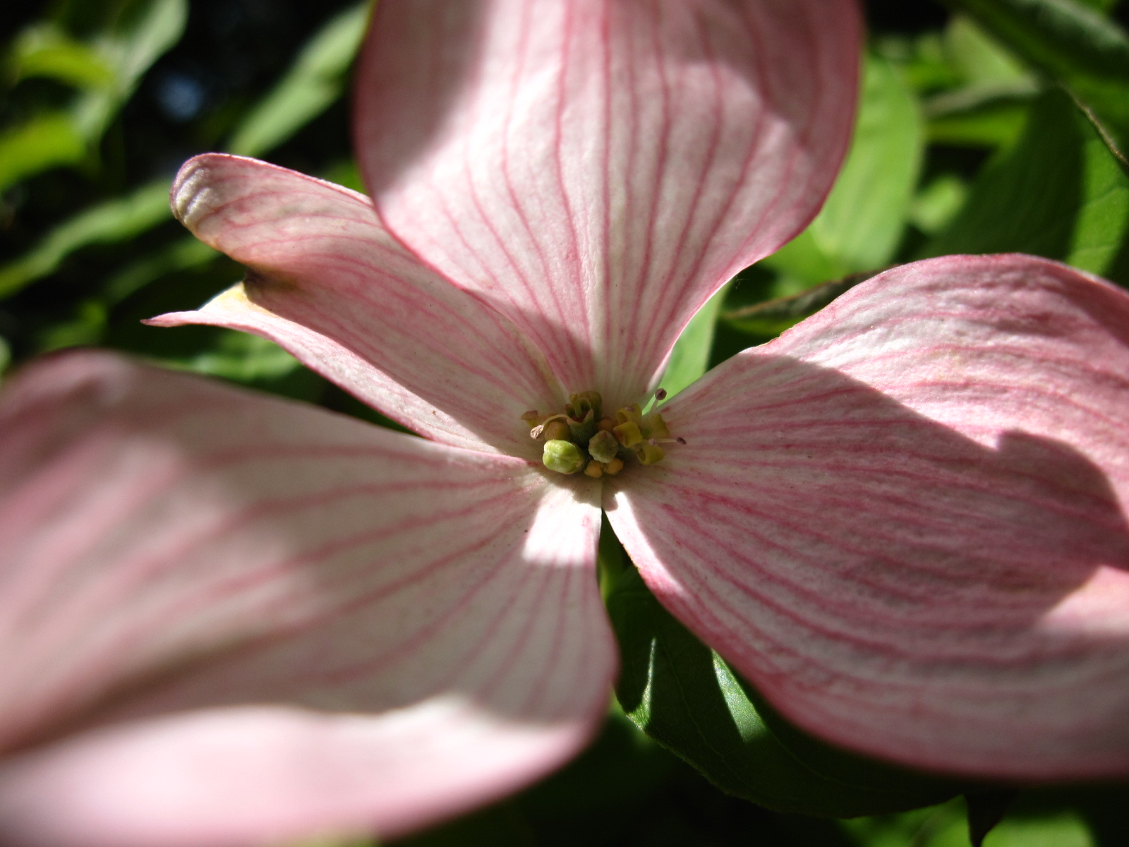 a pink flower blooming on the stem of a tree