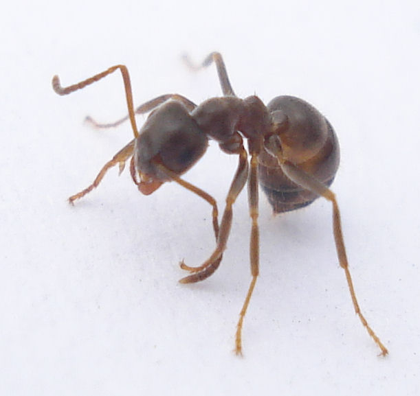 two little ant antelope standing together on the ground
