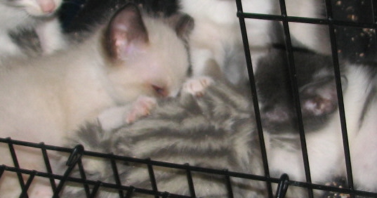 some small white cats playing in a cage
