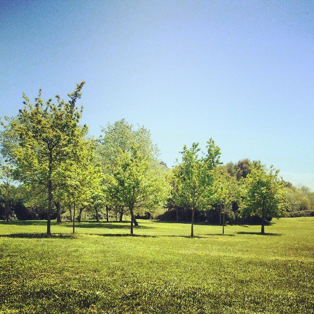 a park filled with lots of green grass