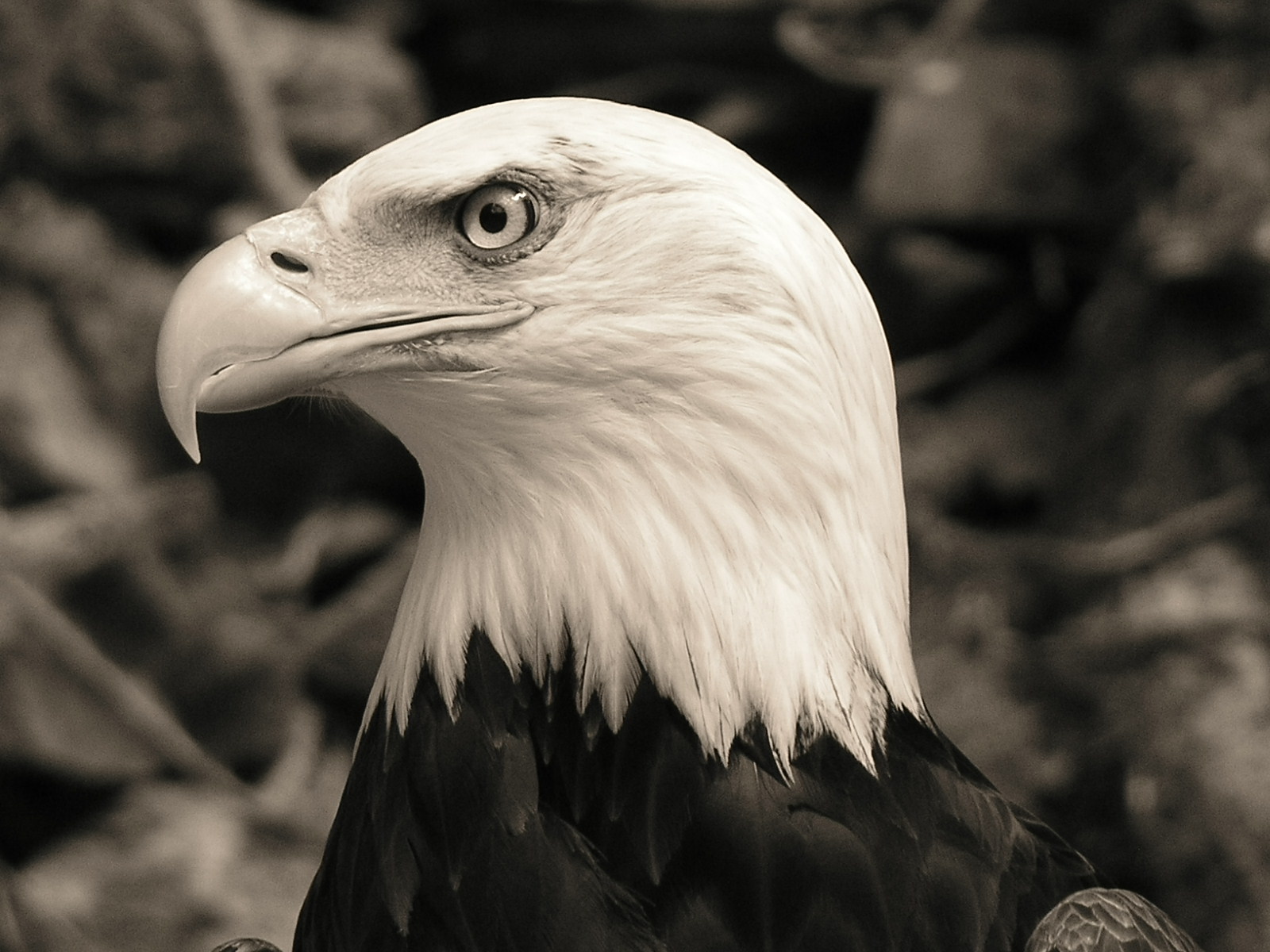 a bald eagle with an american flag on its head