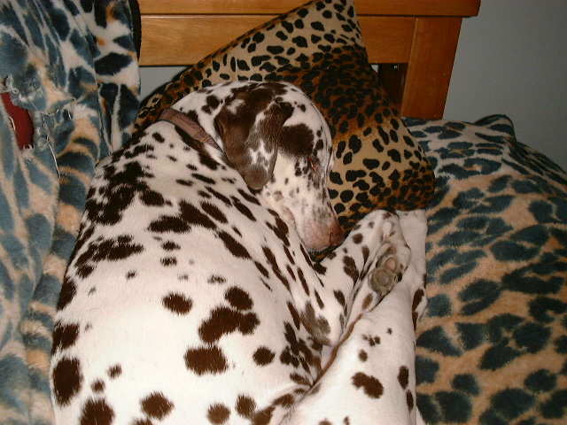 a dalmatian is curled up and laying on pillows